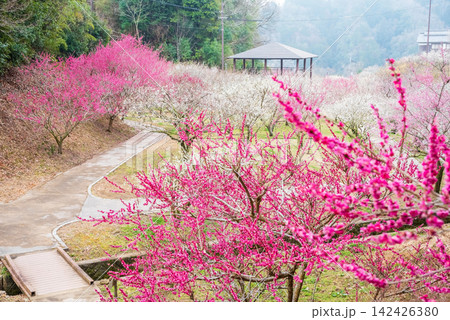 月ヶ瀬梅林 「梅林公園」《奈良県 奈良市》 142426380