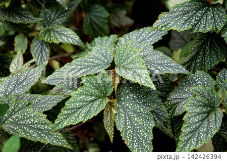 Spotted angel wing begonia leaves close up Spotted angel wing begonia leaves close up 142426394