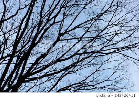 Winter tree silhouette with branches against sky Winter tree silhouette with branches against sky 142426411