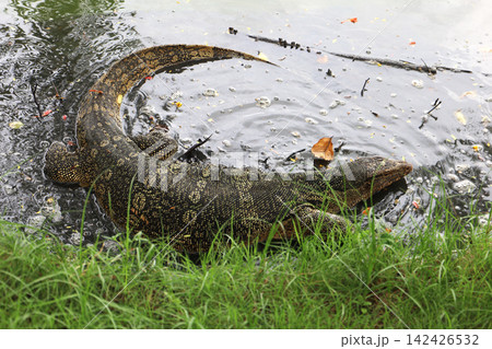 Water monitor in Lumpini Park, Bangkok Thailand. Water monitor in Lumpini Park, Bangkok Thailand. 142426532