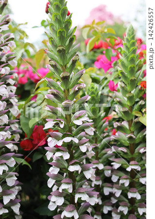 Tall spikes of Acanthus mollis flowers blooming in a sunny garden. Tall spikes of Acanthus mollis flowers blooming in a sunny garden. 142426557