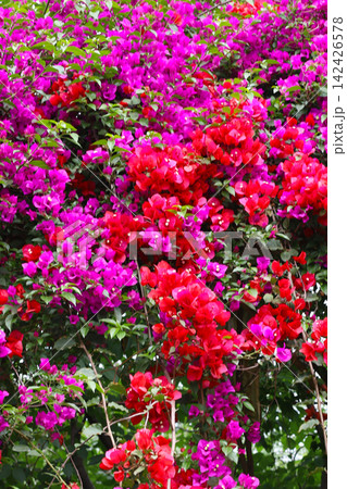 Blooming bougainvillea bushes Blooming bougainvillea bushes 142426578
