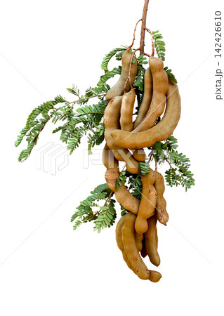 Fresh tamarind on white background 142426610