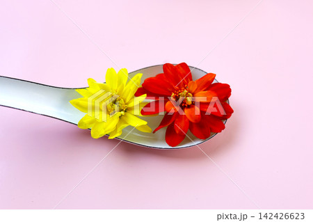 Edible zinnia flowers for food decoration. Edible zinnia flowers for food decoration. 142426623