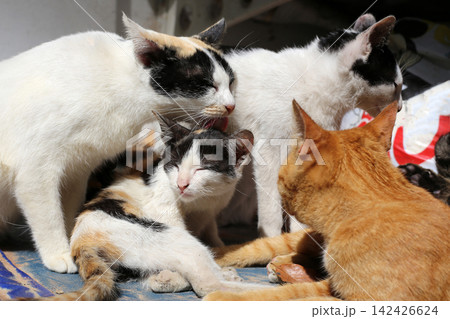 A calico cat licks another cat A calico cat licks another cat 142426624