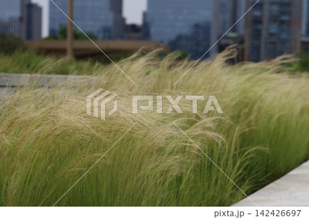 Soft feather grass blowing in the wind in a public park with blurred modern skyscrapers in the background. 142426697