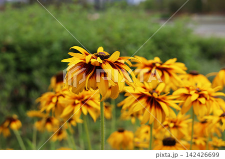 Beautiful field of yellow Black-eyed Susan flowers in the garden. Beautiful field of yellow Black-eyed Susan flowers in the garden. 142426699