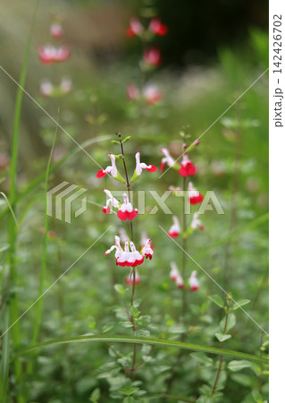 Hot Lips salvia blossoms in a natural outdoor Hot Lips salvia blossoms in a natural outdoor 142426702