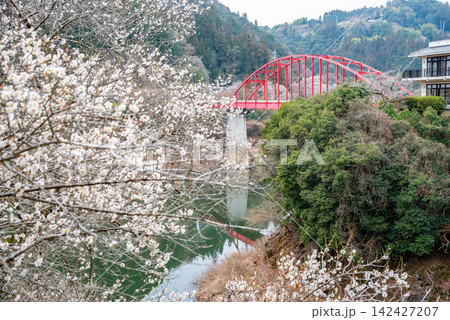 月ヶ瀬梅林 月ヶ瀬橋と白梅《奈良県 奈良市》 月ヶ瀬梅林 月ヶ瀬橋と白梅《奈良県 奈良市》 142427207