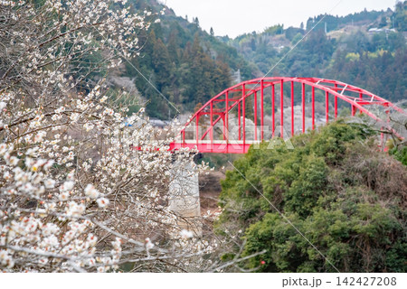月ヶ瀬梅林 月ヶ瀬橋と白梅《奈良県 奈良市》 月ヶ瀬梅林 月ヶ瀬橋と白梅《奈良県 奈良市》 142427208