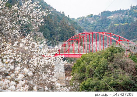 月ヶ瀬梅林 月ヶ瀬橋と白梅《奈良県 奈良市》 月ヶ瀬梅林 月ヶ瀬橋と白梅《奈良県 奈良市》 142427209