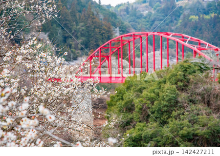 月ヶ瀬梅林 月ヶ瀬橋と白梅《奈良県 奈良市》 月ヶ瀬梅林 月ヶ瀬橋と白梅《奈良県 奈良市》 142427211