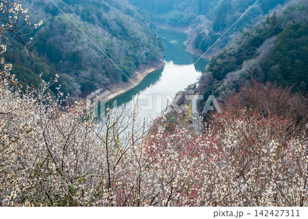 月ヶ瀬梅林 梅渓の絶景《奈良県 奈良市》 142427311