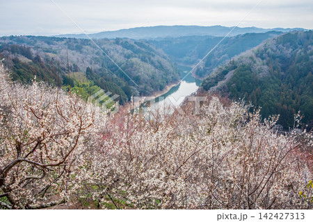 月ヶ瀬梅林 梅渓の絶景《奈良県 奈良市》 月ヶ瀬梅林 梅渓の絶景《奈良県 奈良市》 142427313