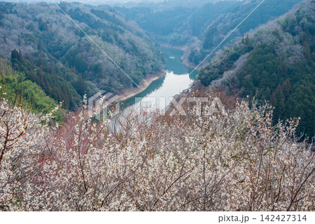 月ヶ瀬梅林 梅渓の絶景《奈良県 奈良市》 142427314