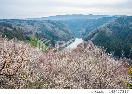 月ヶ瀬梅林 梅渓の絶景《奈良県 奈良市》 月ヶ瀬梅林 梅渓の絶景《奈良県 奈良市》 142427317