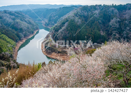 月ヶ瀬梅林 梅渓の絶景《奈良県 奈良市》 月ヶ瀬梅林 梅渓の絶景《奈良県 奈良市》 142427427