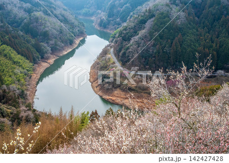 月ヶ瀬梅林 梅渓の絶景《奈良県 奈良市》 月ヶ瀬梅林 梅渓の絶景《奈良県 奈良市》 142427428