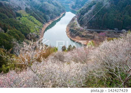 月ヶ瀬梅林 梅渓の絶景《奈良県 奈良市》 月ヶ瀬梅林 梅渓の絶景《奈良県 奈良市》 142427429