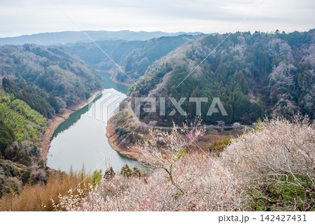 月ヶ瀬梅林 梅渓の絶景《奈良県 奈良市》 月ヶ瀬梅林 梅渓の絶景《奈良県 奈良市》 142427431