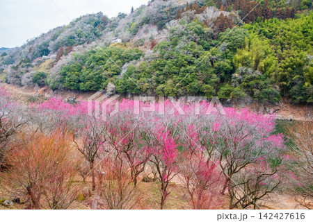 月ヶ瀬梅林 名張川沿いの紅梅《奈良県 奈良市》 月ヶ瀬梅林 名張川沿いの紅梅《奈良県 奈良市》 142427616