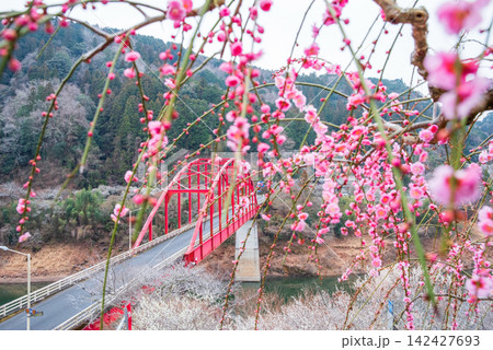 月ヶ瀬梅林 月ヶ瀬橋近くの枝垂れ梅《奈良県 奈良市 》 月ヶ瀬梅林 月ヶ瀬橋近くの枝垂れ梅《奈良県 奈良市 》 142427693