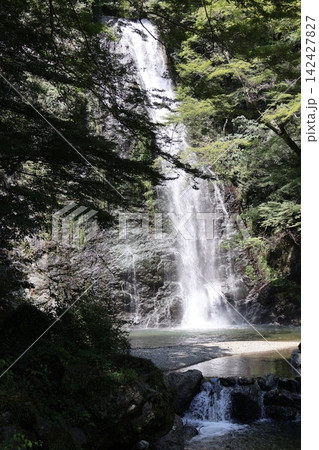 緑の樹々と岩壁と滝と滝つぼのある山の中の風景 緑の樹々と岩壁と滝と滝つぼのある山の中の風景 142427827