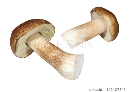 Pair of porcini mushrooms on a white background 142427841