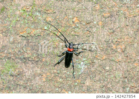クビアカツヤカミキリ クビアカツヤカミキリ 142427854