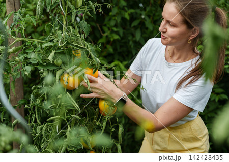 Woman picking yellow heirloom tomatoes from garden vine outdoors Woman picking yellow heirloom tomatoes from garden vine outdoors 142428435
