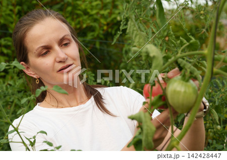 Woman inspecting ripe tomatoes in home vegetable garden outdoors Woman inspecting ripe tomatoes in home vegetable garden outdoors 142428447