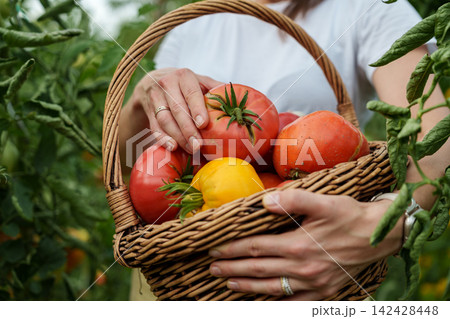 Close up of basket filled with freshly harvested tomatoes Close up of basket filled with freshly harvested tomatoes 142428448