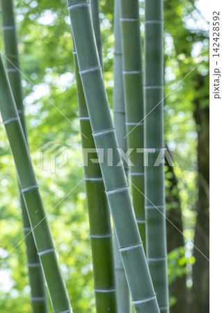 竹 竹 142428592