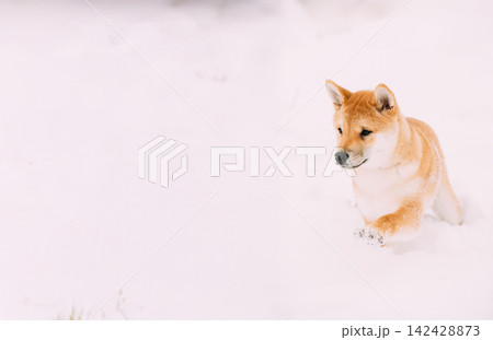 Young Japanese Small Size Shiba Inu Dog Play Outdoor In Snow, Snowdrift At Winter Day 142428873