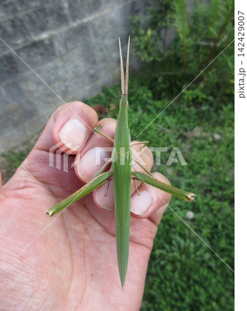 手に載った「ショウリョウバッタ(メス)」 手に載った「ショウリョウバッタ(メス)」 142429007