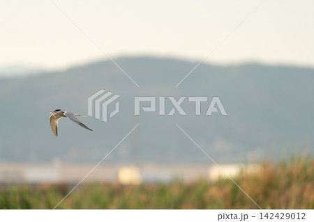 Tern flying over summer wetlands 142429012
