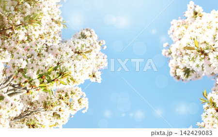 Beautiful cherry tree on sunny day. Amazing spring blossom Beautiful cherry tree on sunny day. Amazing spring blossom 142429083