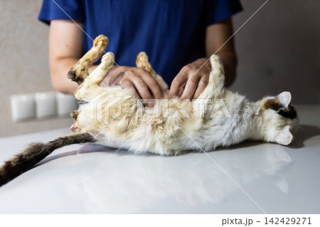 Person massaging relaxed cat lying on back on glossy table with soft indoor light, with cat, massage, hand, table detail, showing fur, relaxed, belly, paws context 142429271