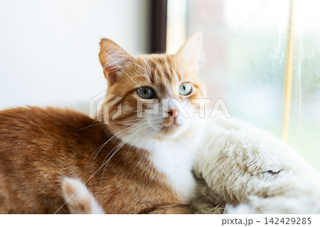Ginger and white cat lounging on sunlit windowsill with soft focus and calm expression, with cat, ginger, white, feline detail, showing pet, windowsill, sunlight, resting context Ginger and white cat lounging on sunlit windowsill with soft focus and calm expression, with cat, ginger, white, feline detail, showing pet, windowsill, sunlight, resting context 142429285