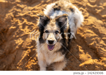 Happy fluffy mixed breed dog sitting on sunlit sandy ground looking up with tongue out, with dog, canine, pet, mixedbreed detail, showing fluffy, fur, coat, sand context 142429306