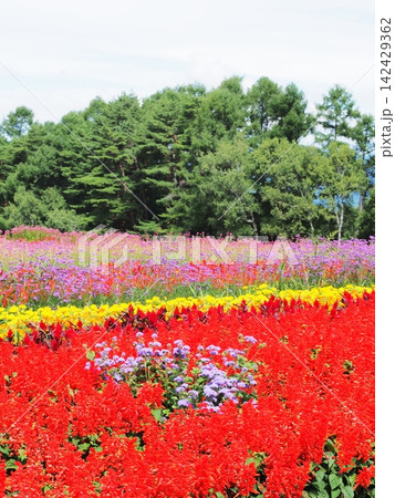 長野県　色彩豊かな花畑　8月 142429362