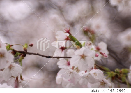 雨に濡れた桜 雨に濡れた桜 142429494