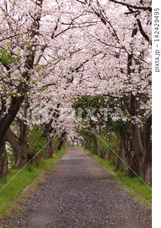 満開の桜と花びら 142429495