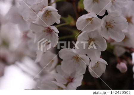 雨に濡れた桜 142429503