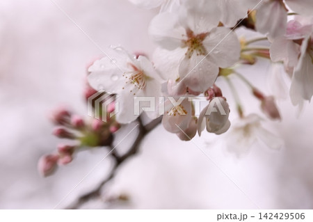 雨に濡れた桜 142429506