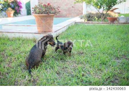 Two brown dachshund puppies play on green grass in a backyard garden with a flower pot and swimming pool visible in the background 142430063