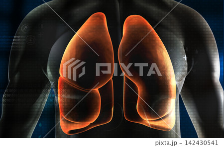 Human body with respiratory system, lungs anatomy 142430541