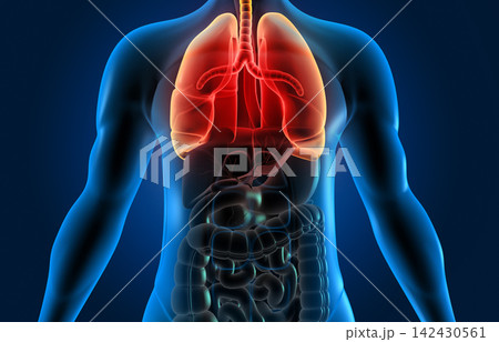 Human body with respiratory system, lungs anatomy 142430561