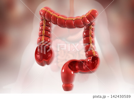 Human colon, large intestine anatomy Human colon, large intestine anatomy 142430589