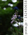 紫色の小さな花と玉ボケの背景 142430658